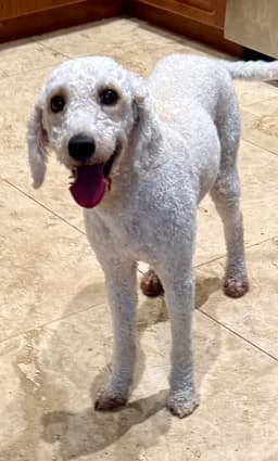 Hypoallergenic Purebred Mini Poodle Pup Jo Boy image 2