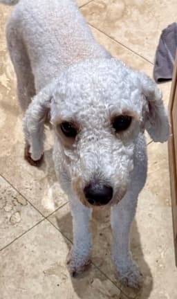 Hypoallergenic Purebred Mini Poodle Pup Jo Boy image 3