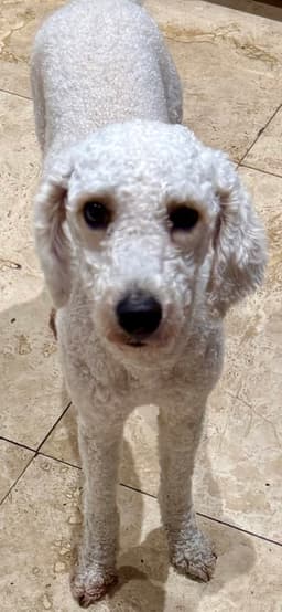 Hypoallergenic Purebred Mini Poodle Pup Jo Boy image 4