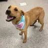 Guava - Labrador Retriever
