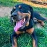 Turtle - Rottweiler