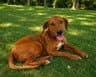 Orzo - Labrador Retriever