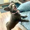 Tandy - Yorkshire Terrier Yorkie
