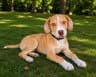 Rigatoni - Labrador Retriever