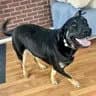 Dream - German Shepherd Dog