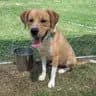 Big Boy - Labrador Retriever
