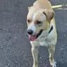 Powder - Labrador Retriever