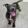 Grey - American Staffordshire Terrier