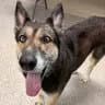 Shelby - German Shepherd Dog