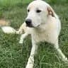 Frost - Great Pyrenees