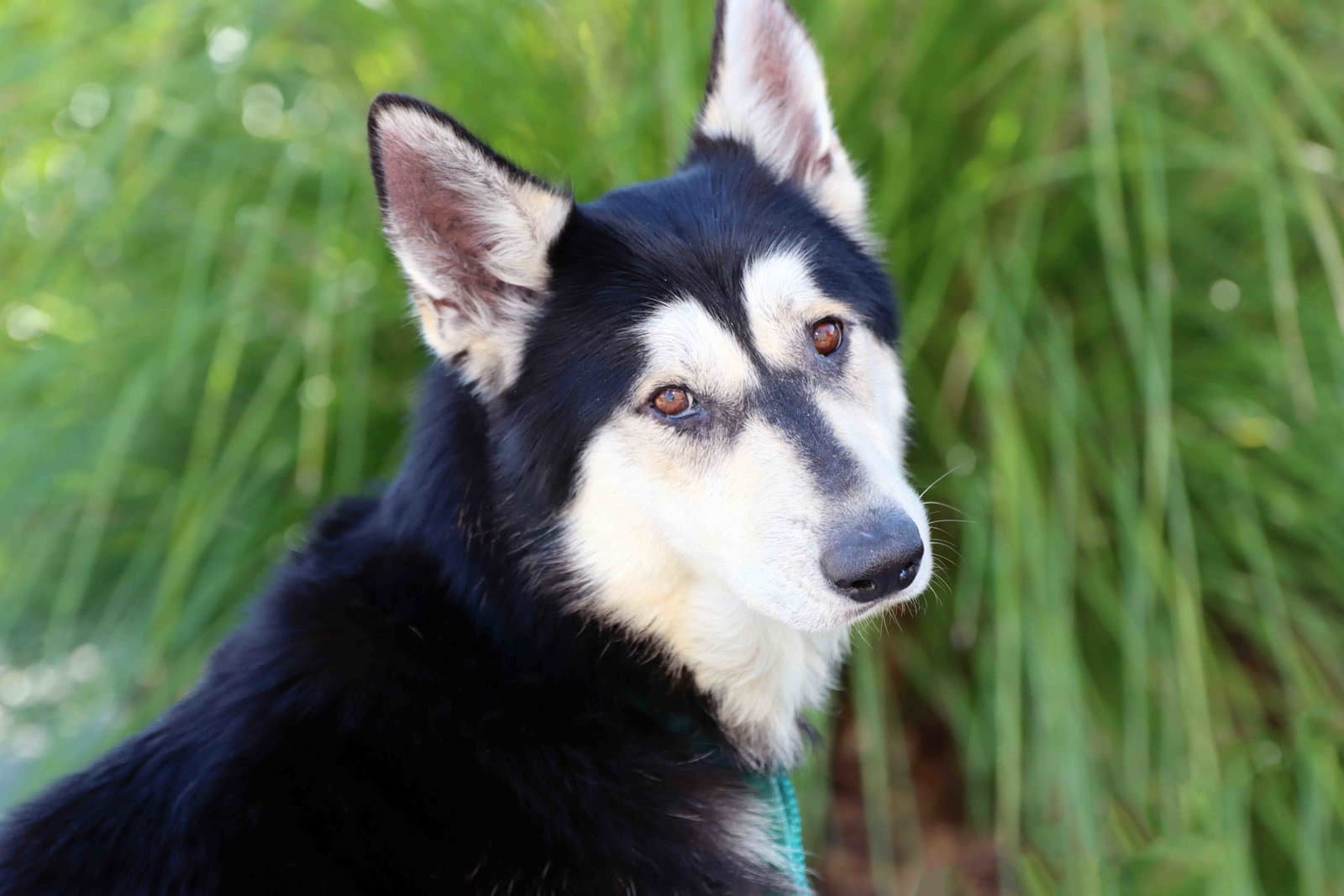 Milton - Siberian Husky