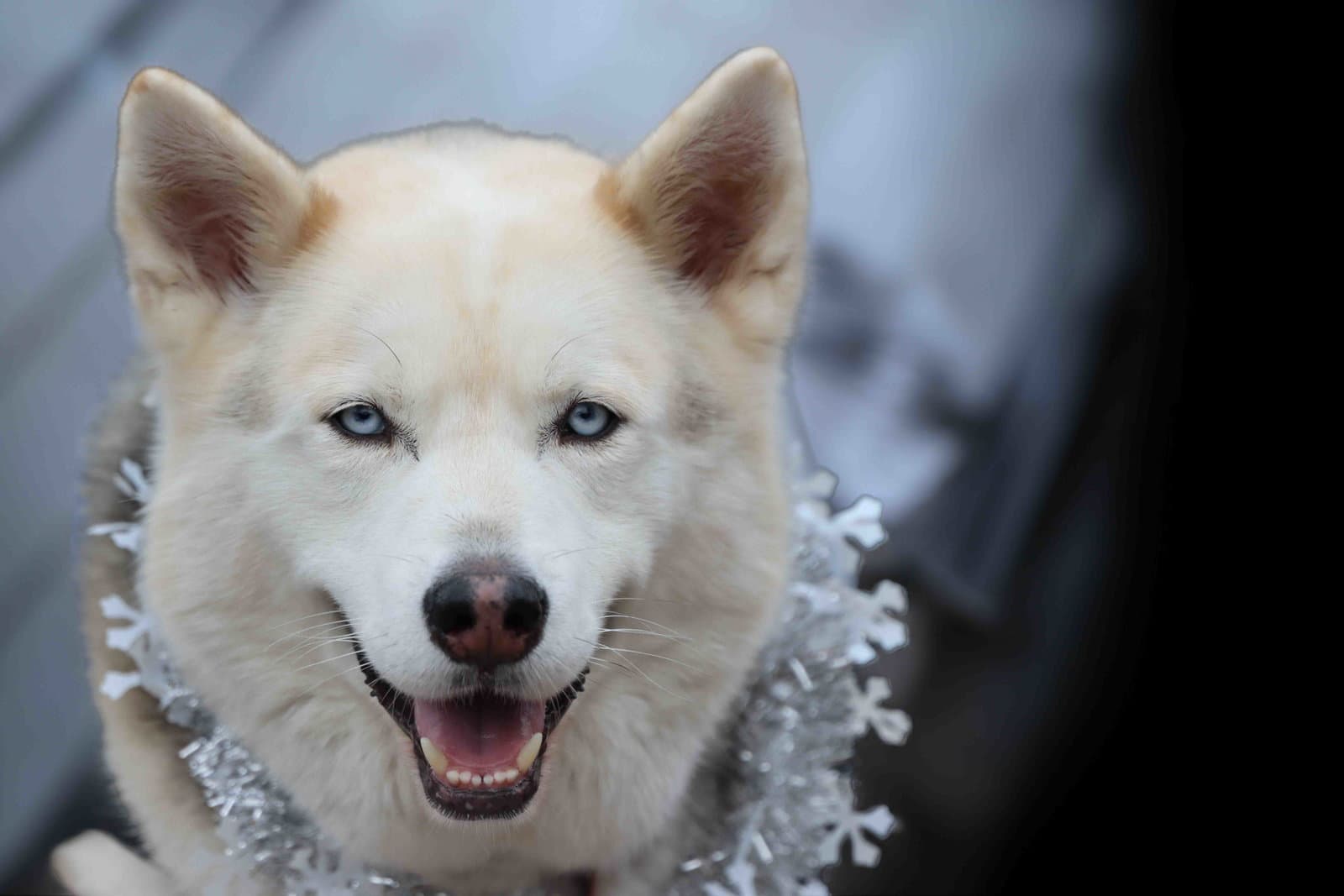Sky - Siberian Husky