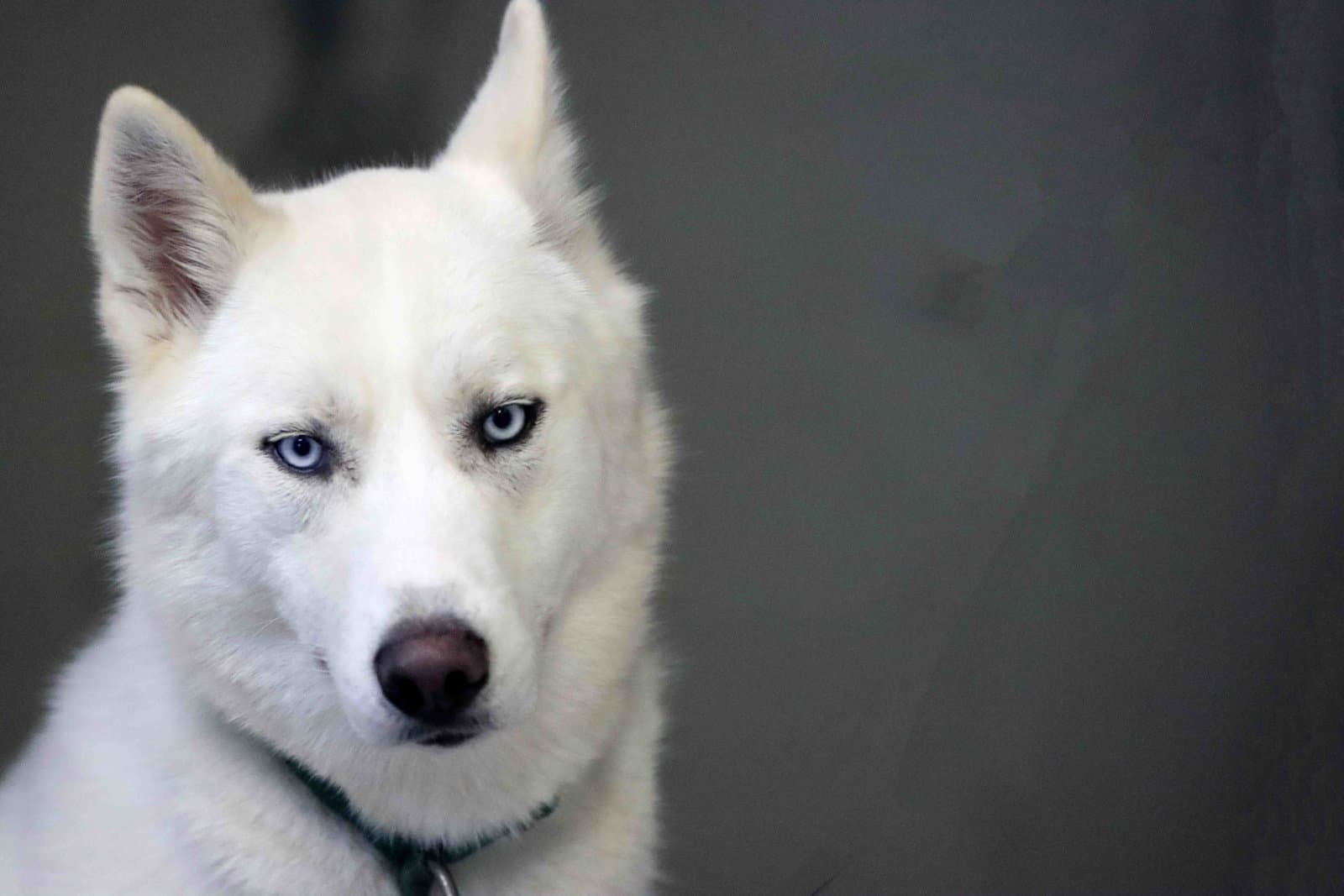 Blast - Siberian Husky