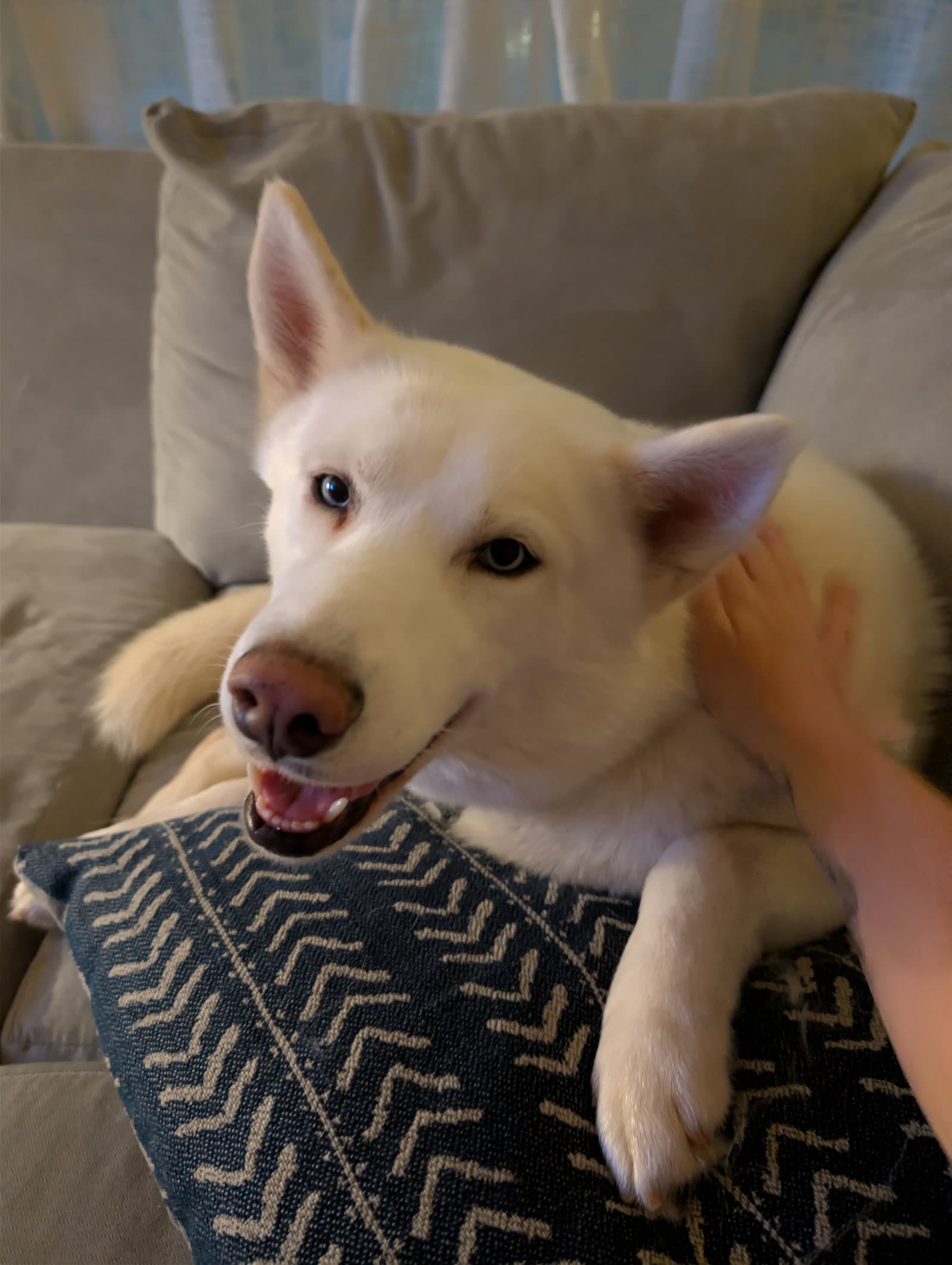 Perris - Siberian Husky