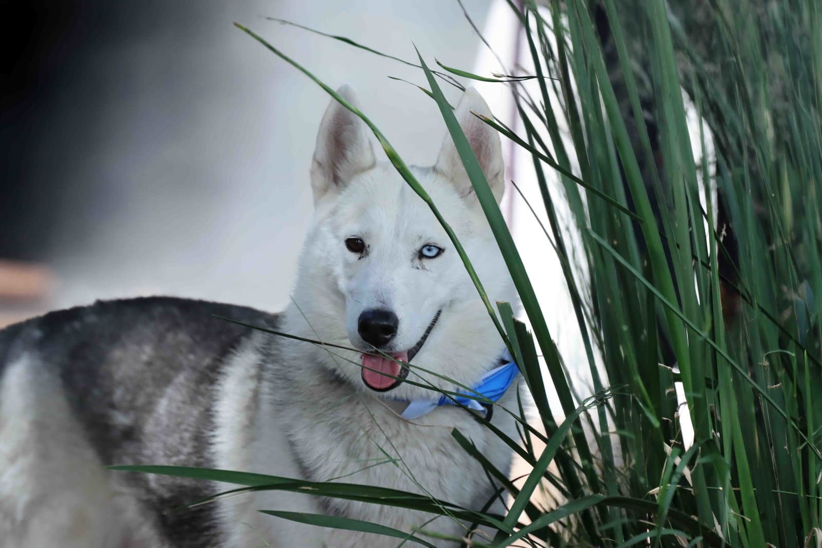 Frolic - Siberian Husky