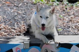 Frolic image 4
