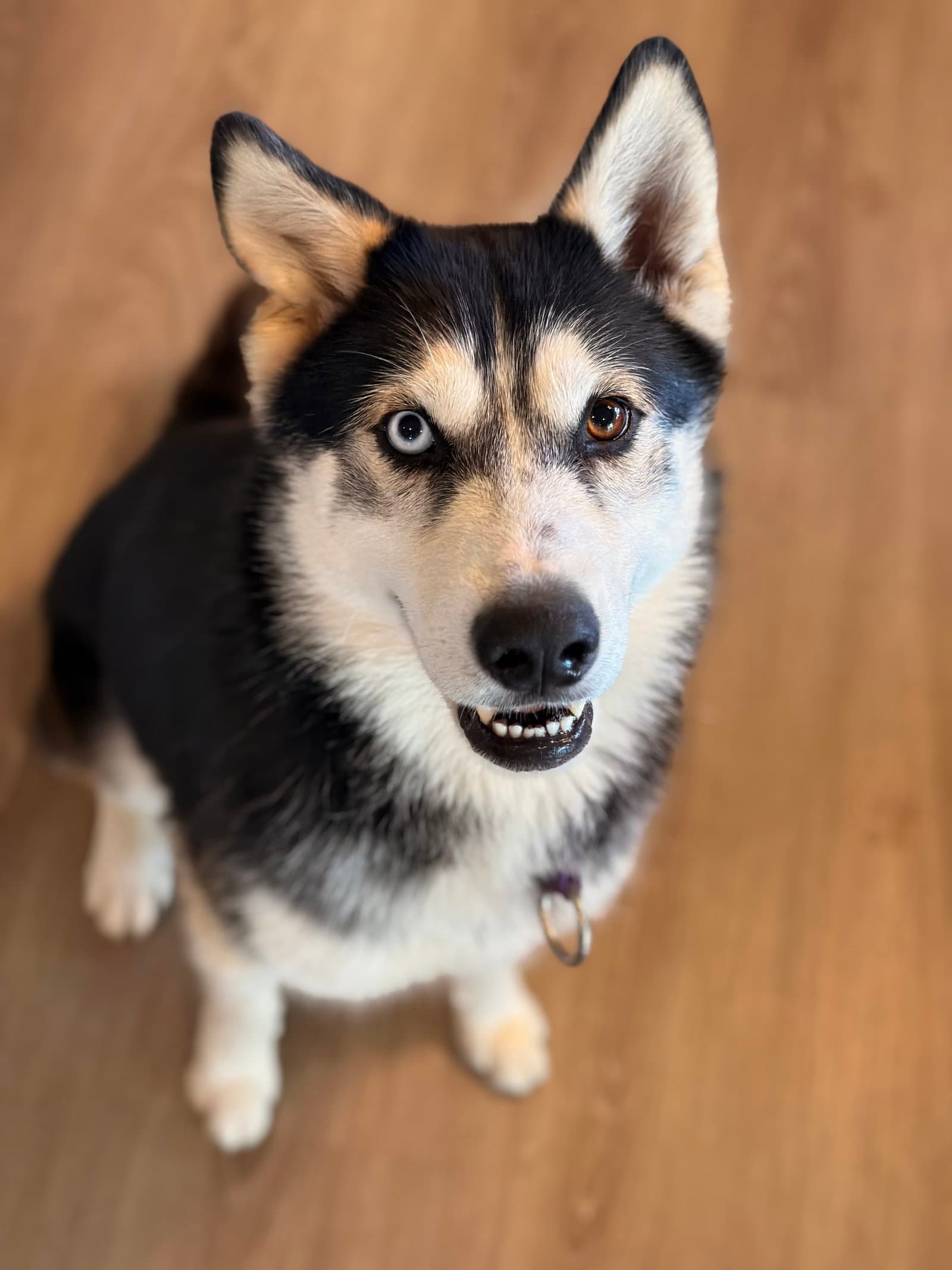 Dae - Siberian Husky