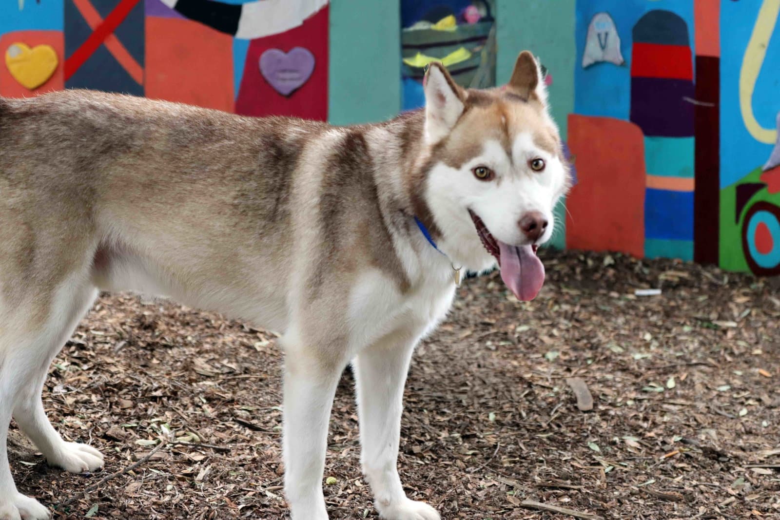 Rufus - Siberian Husky