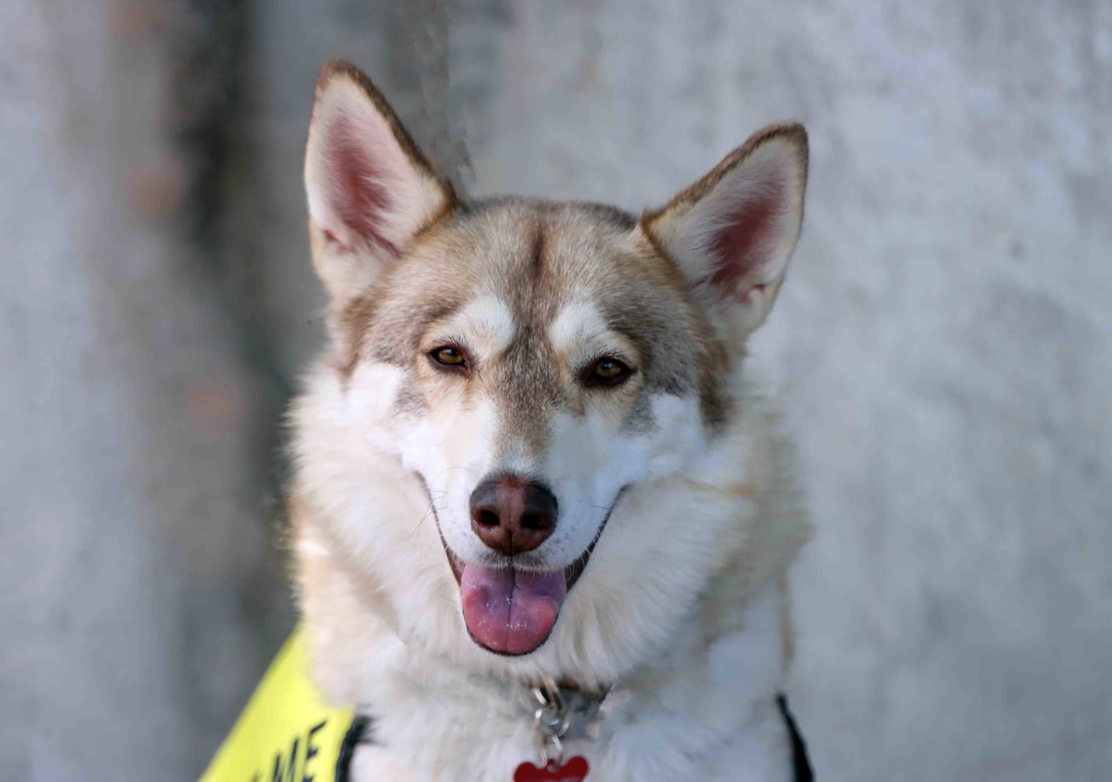 Kailey - Siberian Husky