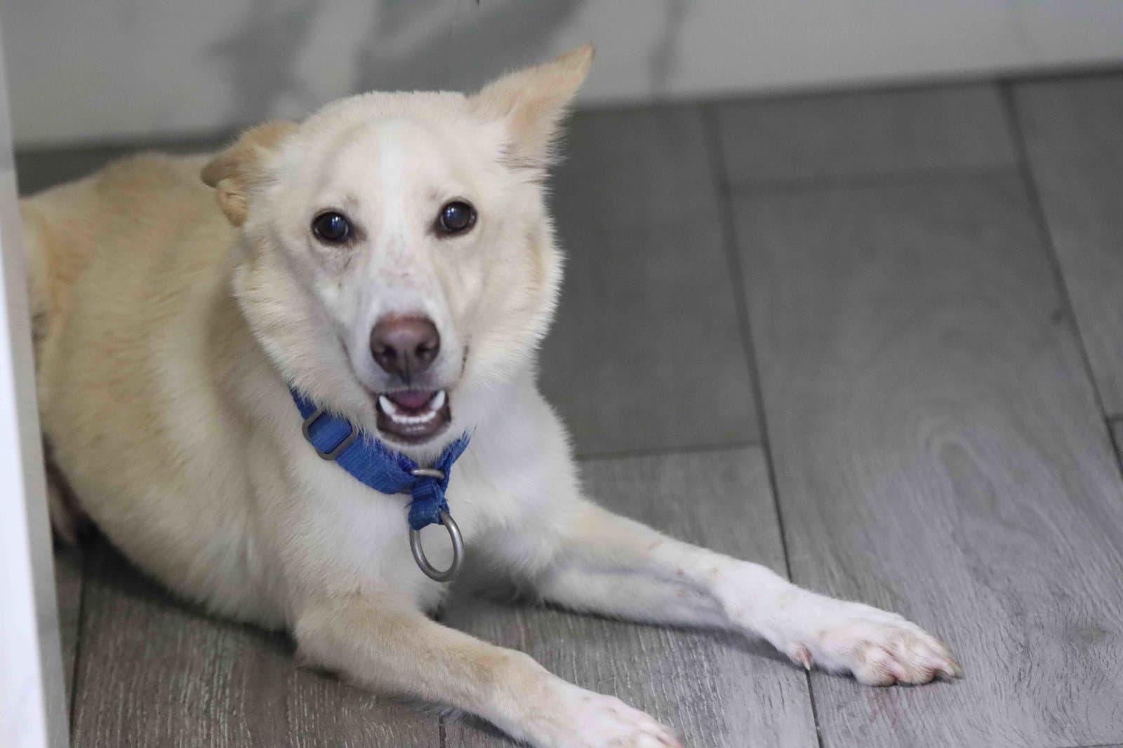 Laika - Siberian Husky