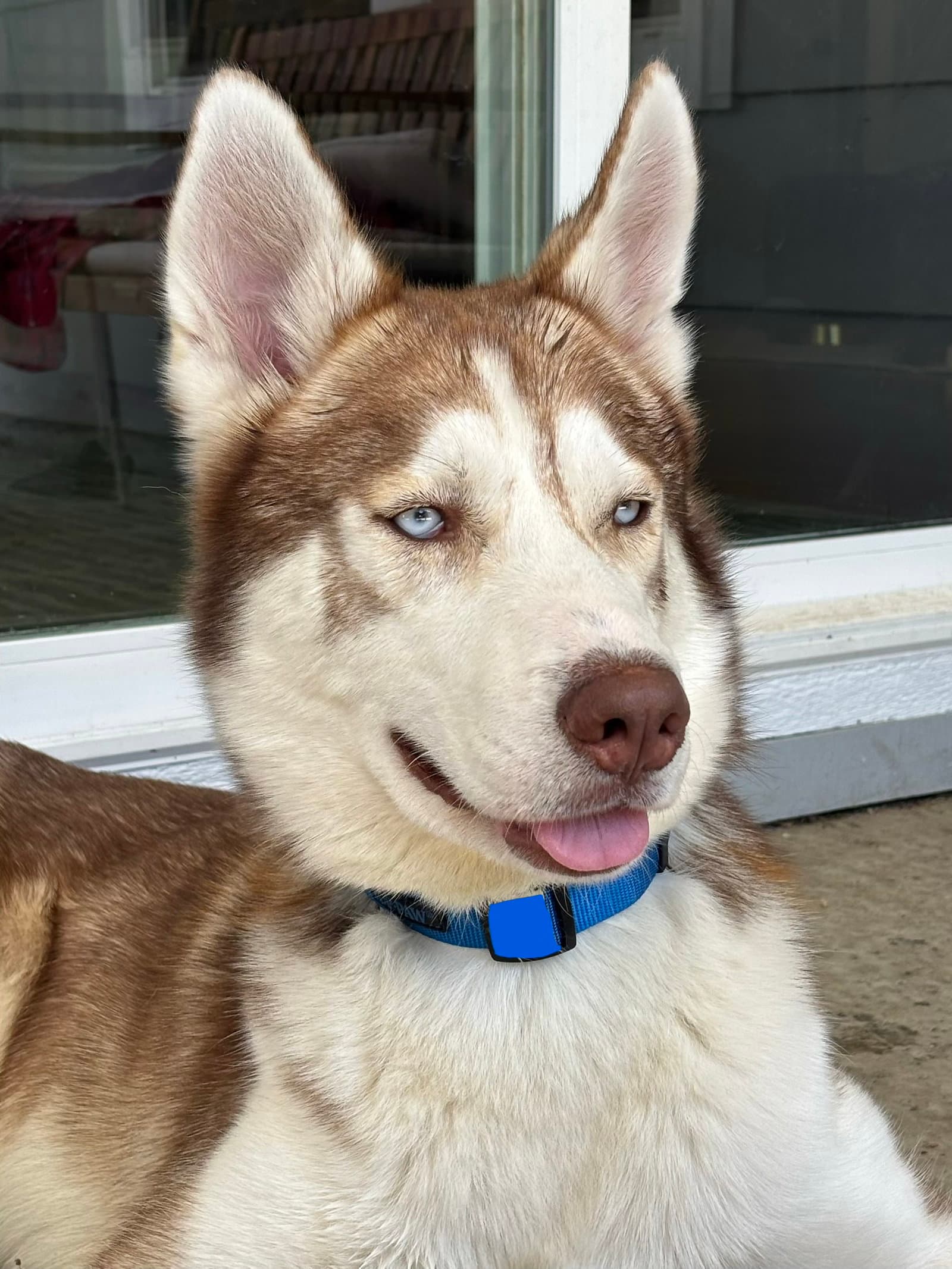 Ricky - Siberian Husky