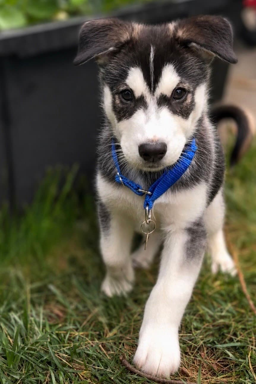 Sonic - Siberian Husky