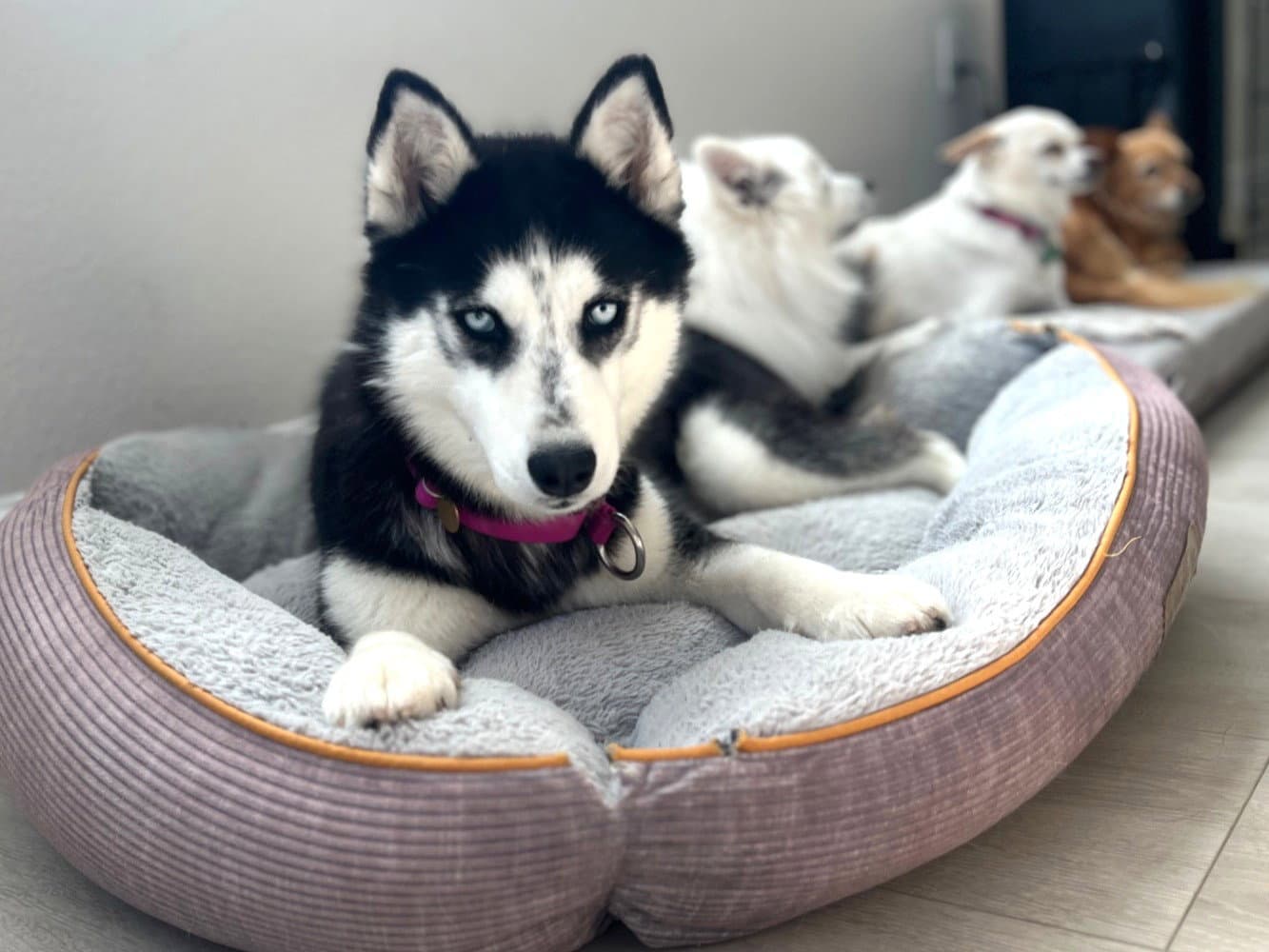 Heidi - Siberian Husky