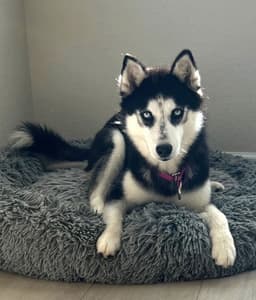 Heidi image 3