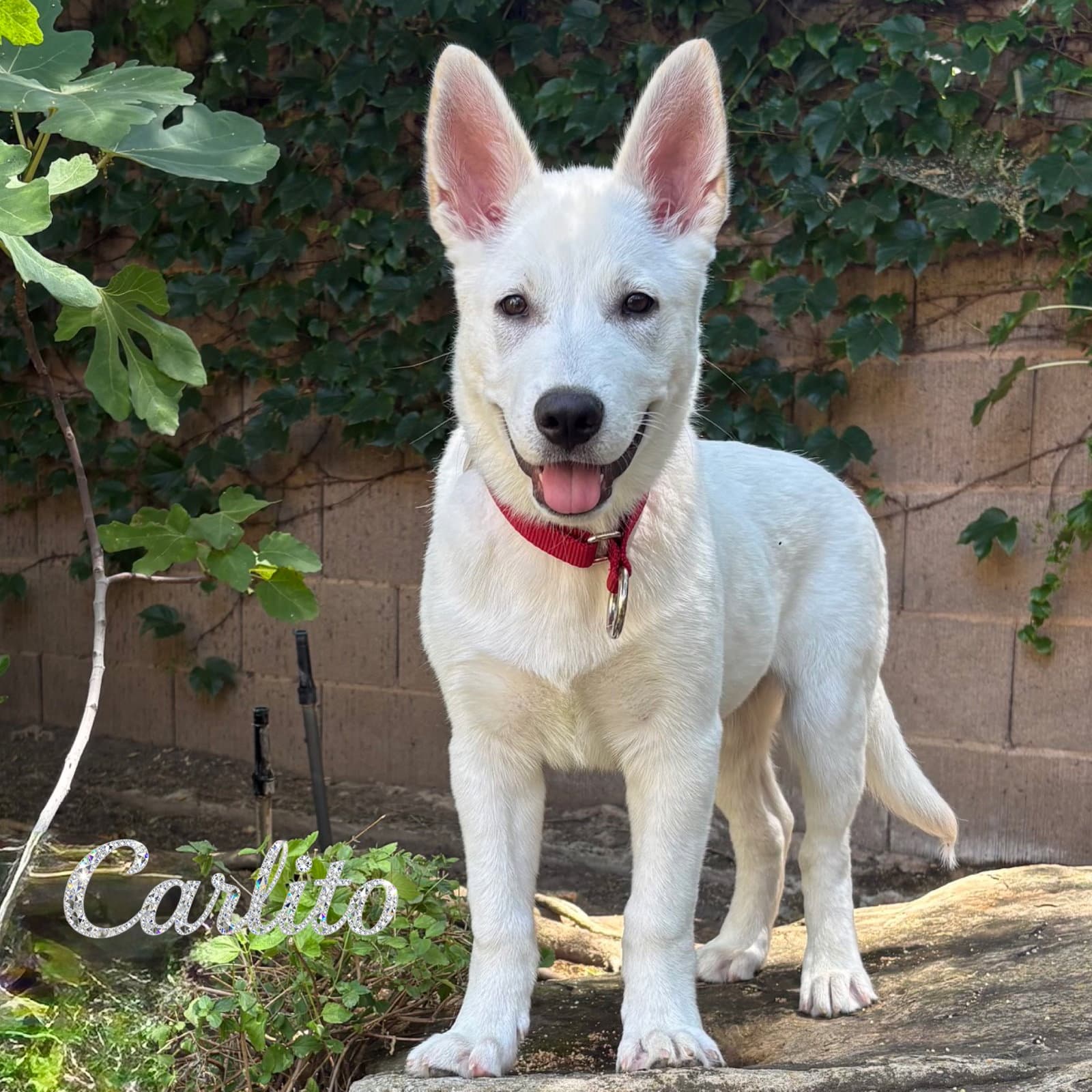 Carlito - Siberian Husky