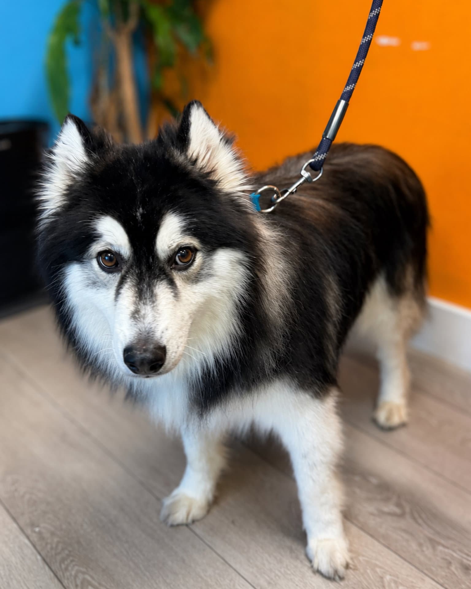 Aspen - Siberian Husky