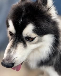 Aspen image 4