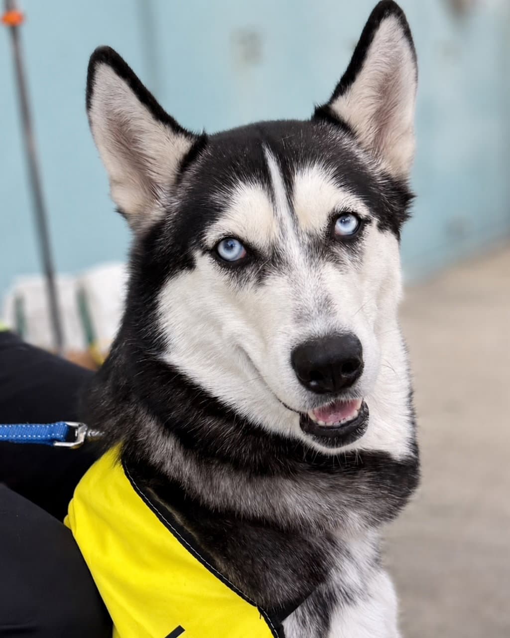 Stella