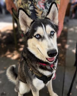 Stella image 2