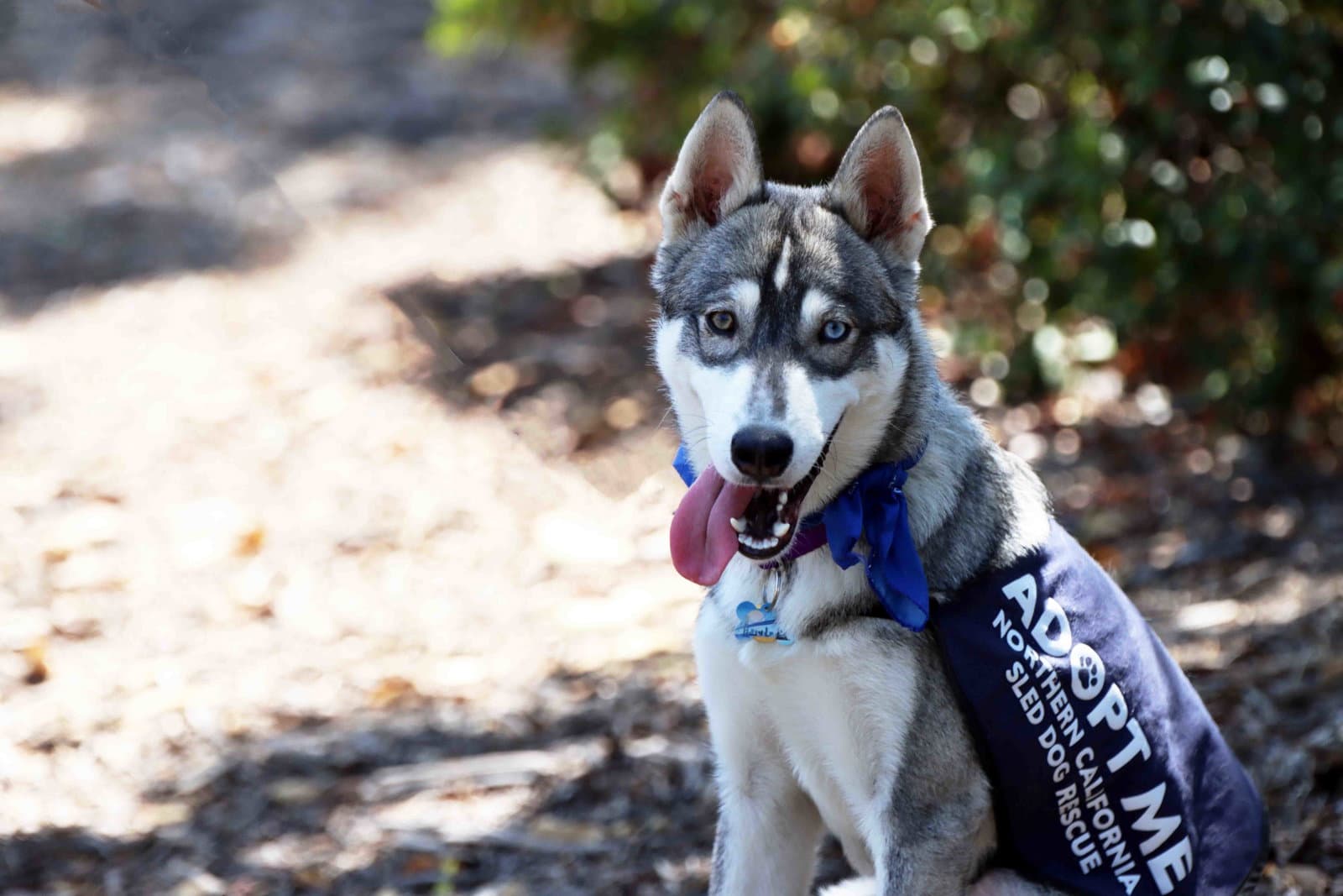 Kasper - Siberian Husky