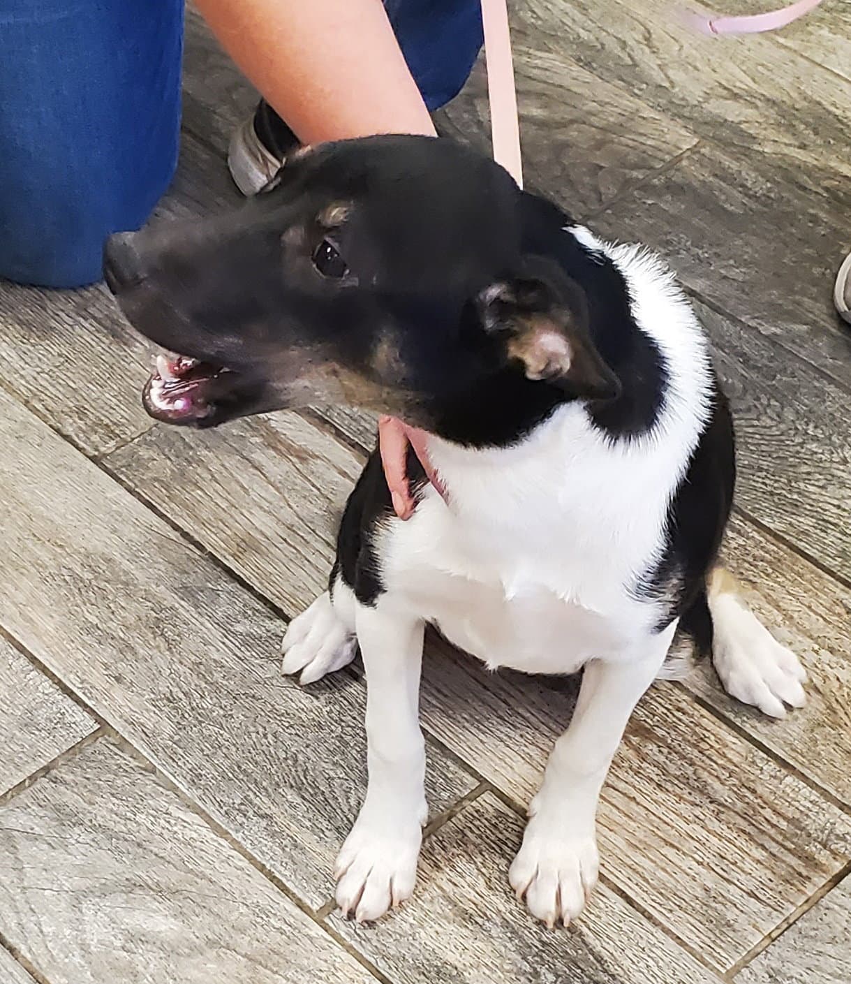 Xena - Border Collie