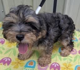 Gizmo image 1
