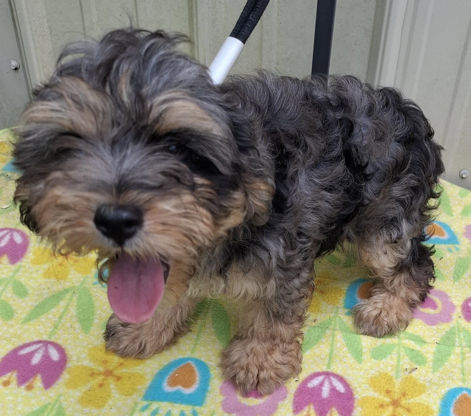Gizmo - Yorkshire Terrier Yorkie