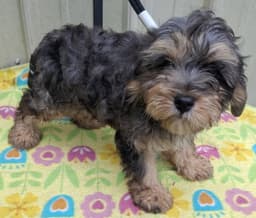 Gizmo image 2