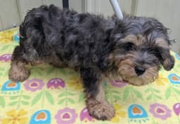 Gizmo image 3