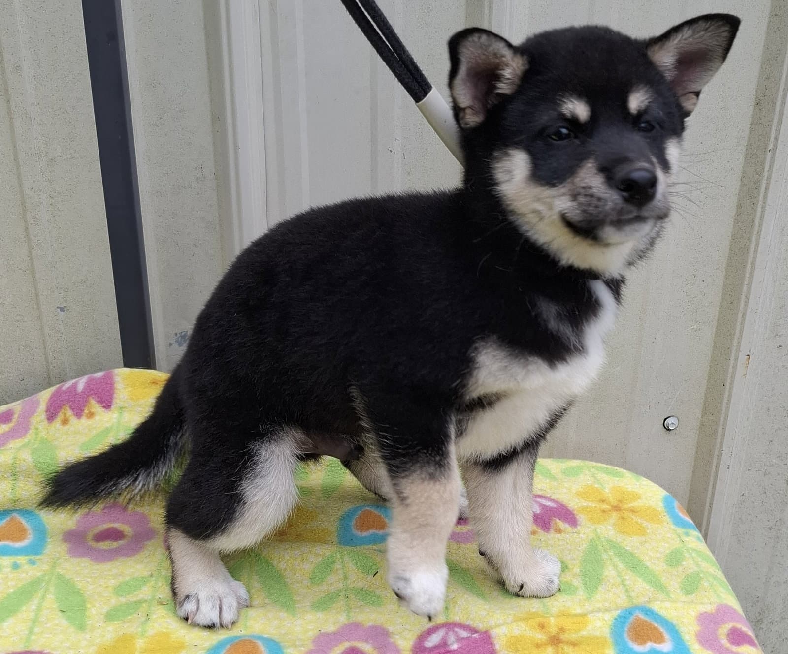 Loki - Shiba Inu