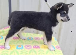 Loki image 2