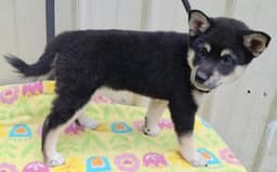 Loki image 3