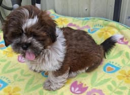 Teddy image 1