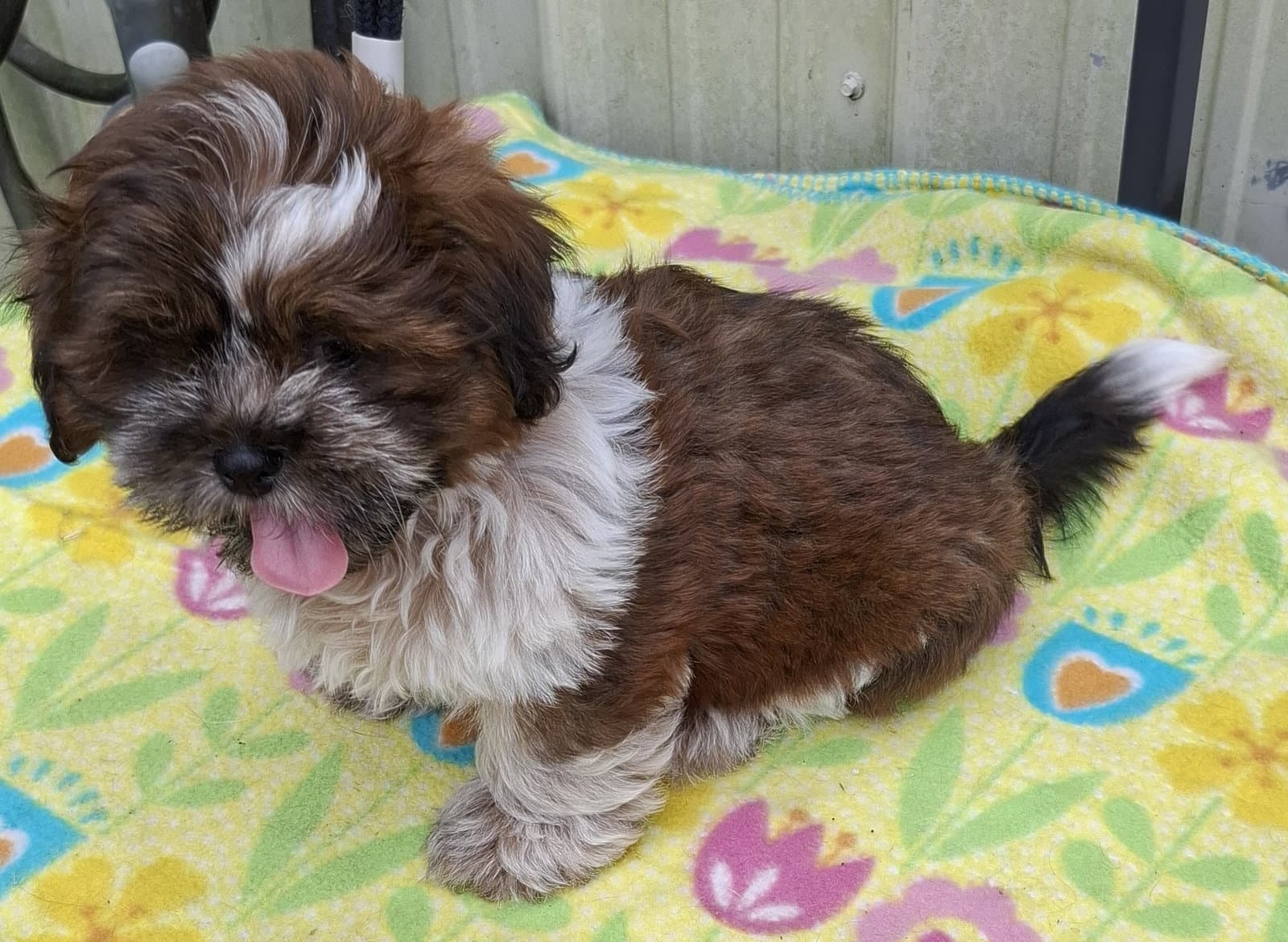 Teddy - Shih Tzu