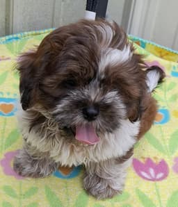 Teddy image 2