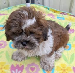 Teddy image 3