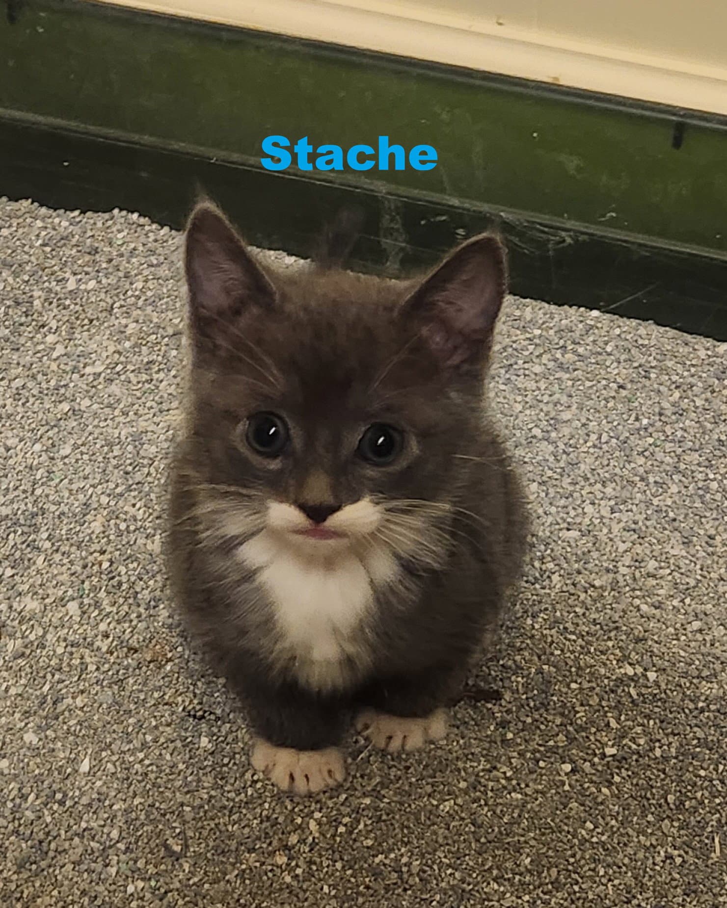 Stache - Domestic Medium Hair