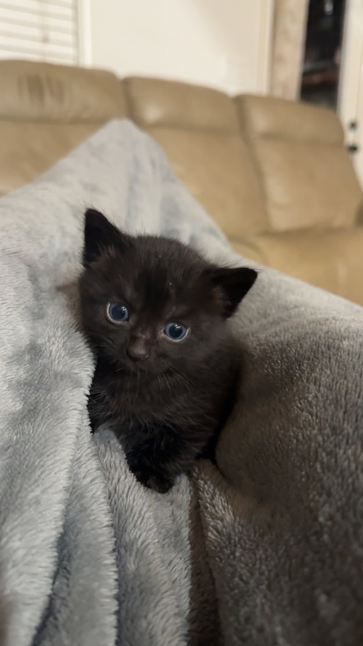 Rysand - Domestic Medium Hair