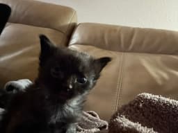 Cassian image 1
