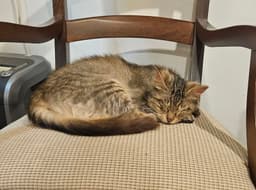 Molly image 1